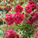 Trandafir Tufa Rosa Rugosa F.J.Grootendorst, cu flori rosii si parfum zimtat