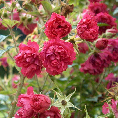 Trandafir Tufa Rosa Rugosa F.J.Grootendorst, cu flori rosii si parfum zimtat