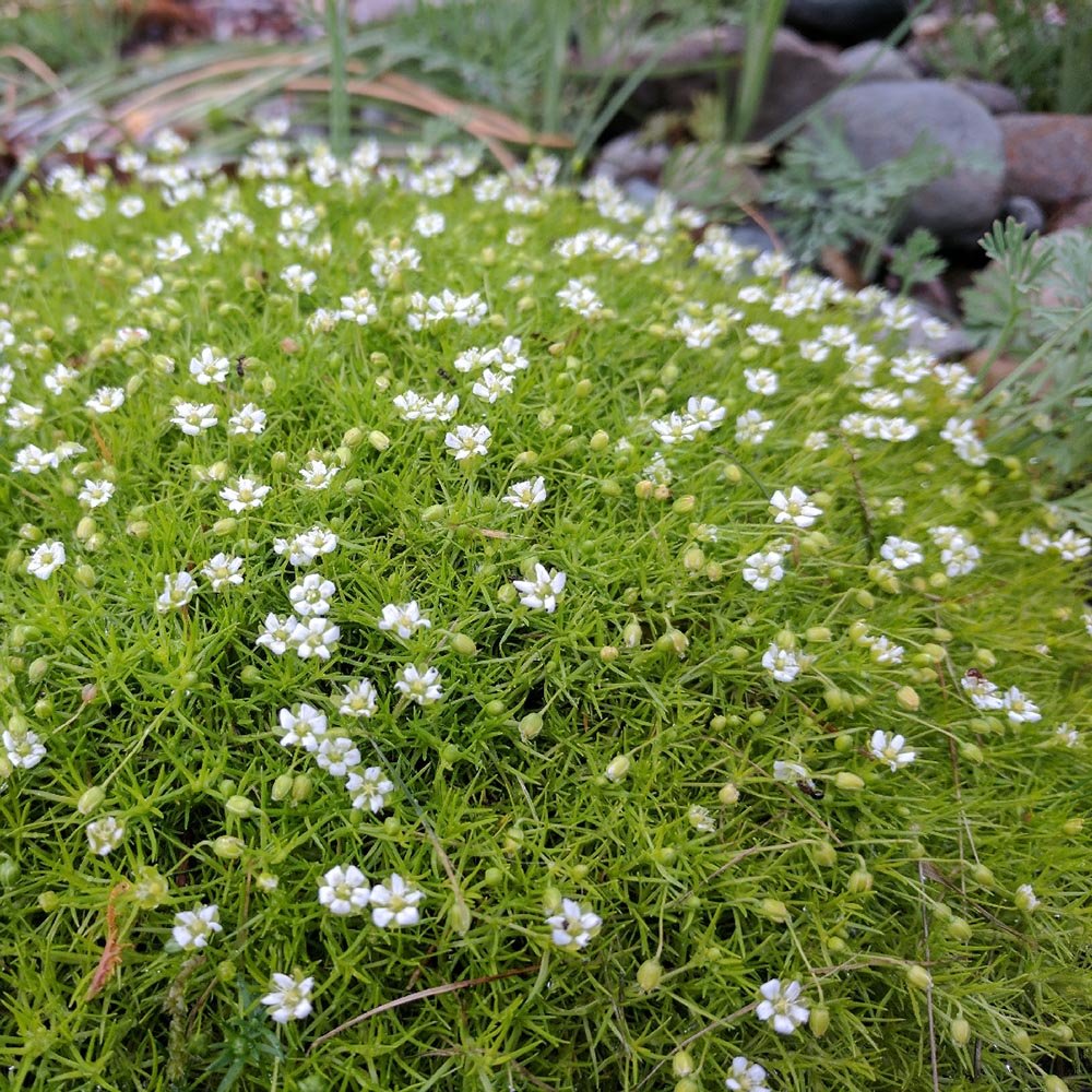 Muschi de Piatra Scotian Sagina Subulata Verde, taratoare, vesnic verde
