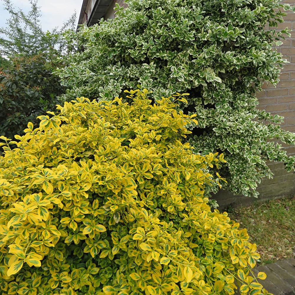 Salba Japoneza Euonimus Emerald 'N' Gold