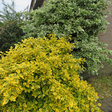 Salba Japoneza Euonimus Emerald 'N' Gold