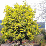 Salcam argintiu, Mimosa pudica (Acacia Dealbata), cu flori galbene