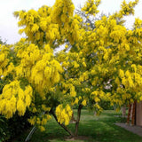 Salcam argintiu, Mimosa pudica (Acacia Dealbata), cu flori galbene