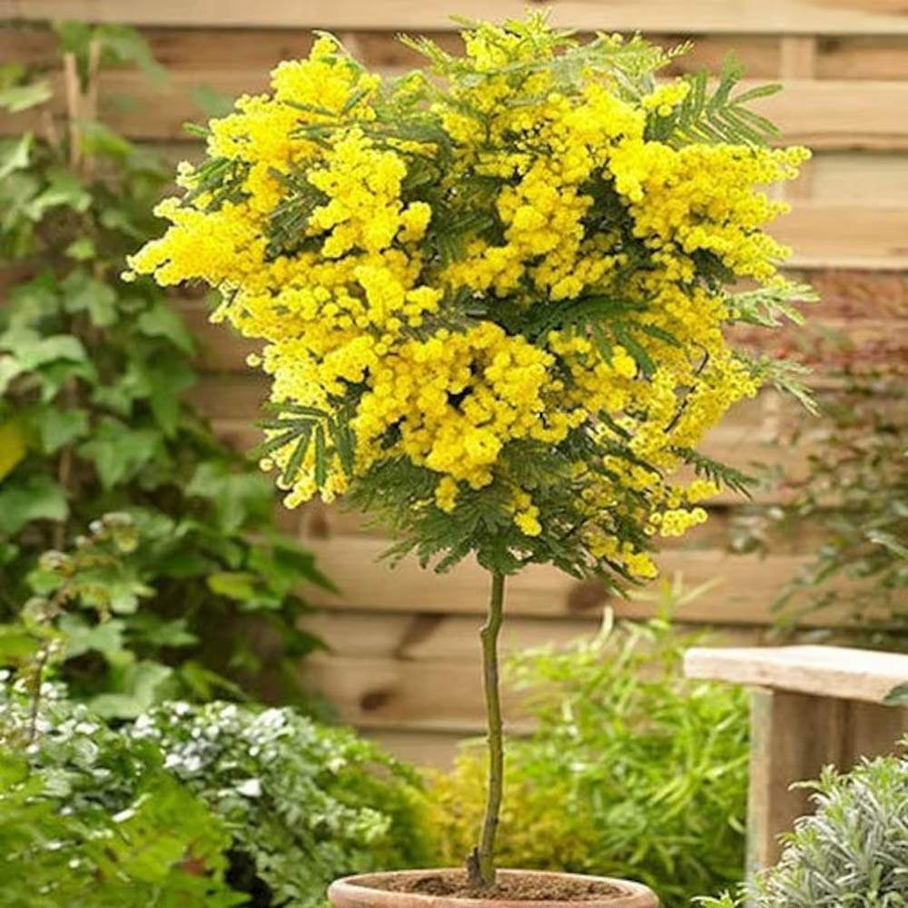 Salcam argintiu, Mimosa pudica (Acacia Dealbata), cu flori galbene