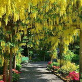 Salcam galben plangator (Laburnum anagyroides), cu flori galbene