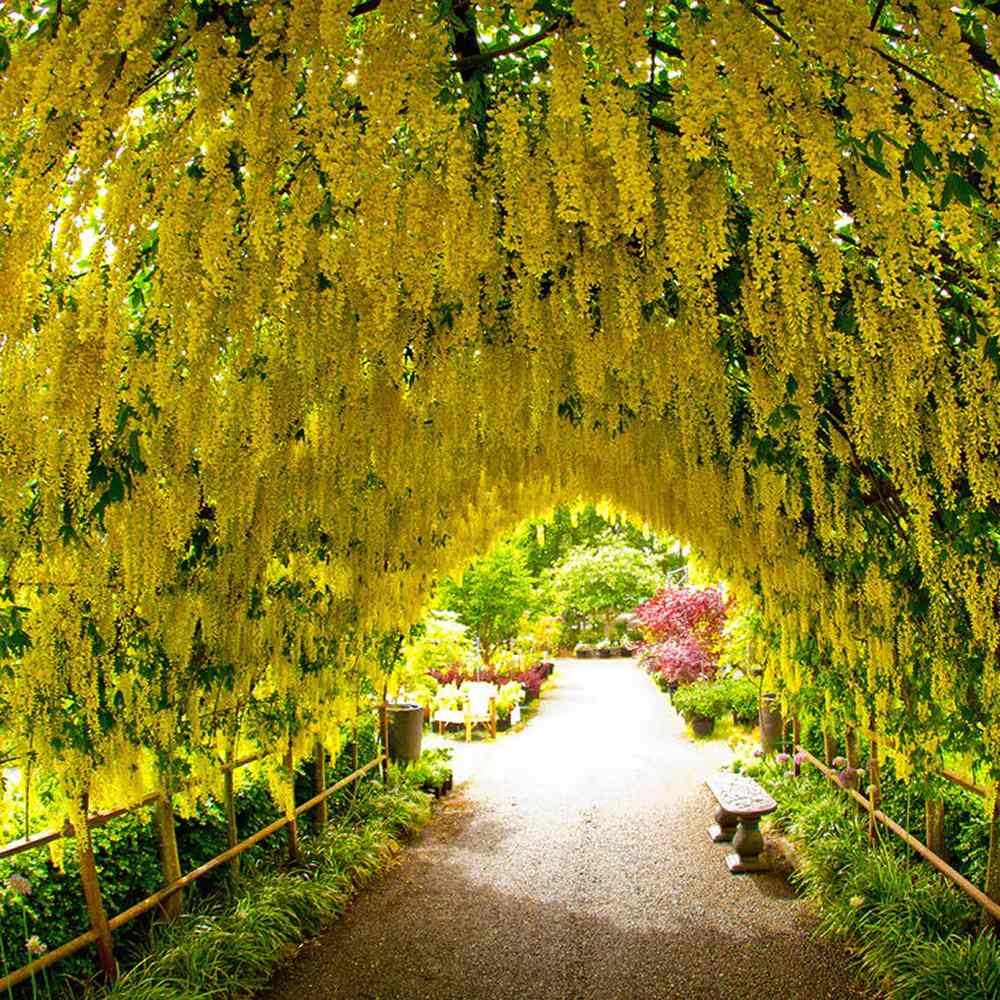 Salcam galben plangator (Laburnum anagyroides), cu flori galbene