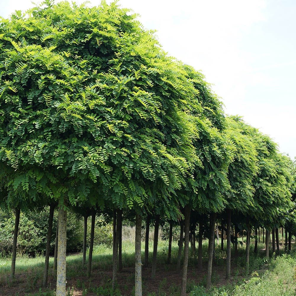 Salcam Globular (Robinia Pseudoacacia Umbraculifera)