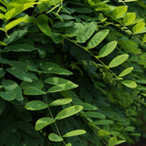 Salcam Globular (Robinia Pseudoacacia Umbraculifera)