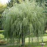 Salcie de Aur Plangatoare (Salix Sepulcralis Chrysocoma)