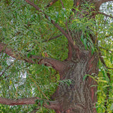 Salcie de Aur Plangatoare (Salix Sepulcralis Chrysocoma)