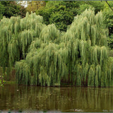 Salcie de Aur Plangatoare (Salix Sepulcralis Chrysocoma)