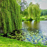 Salcie de Aur Plangatoare (Salix Sepulcralis Chrysocoma)