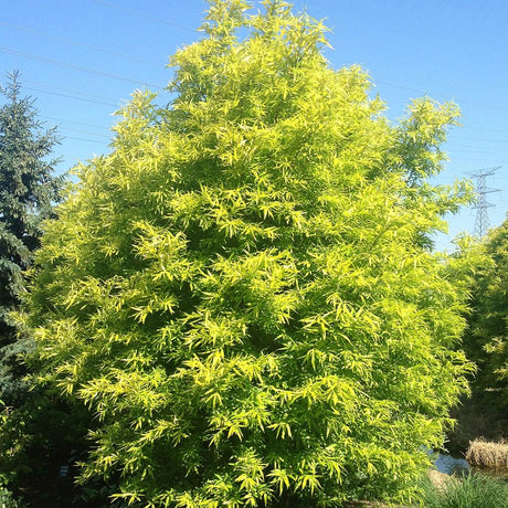 Salcie Golden Sunshine