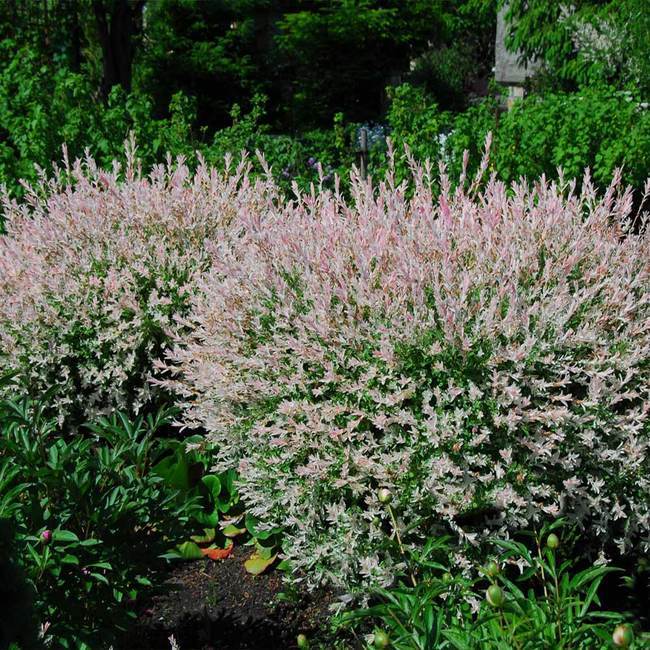 Salcie Japoneza Tricolora 'Flamingo' cu frunze roz, tip Hakuro Nishiki
