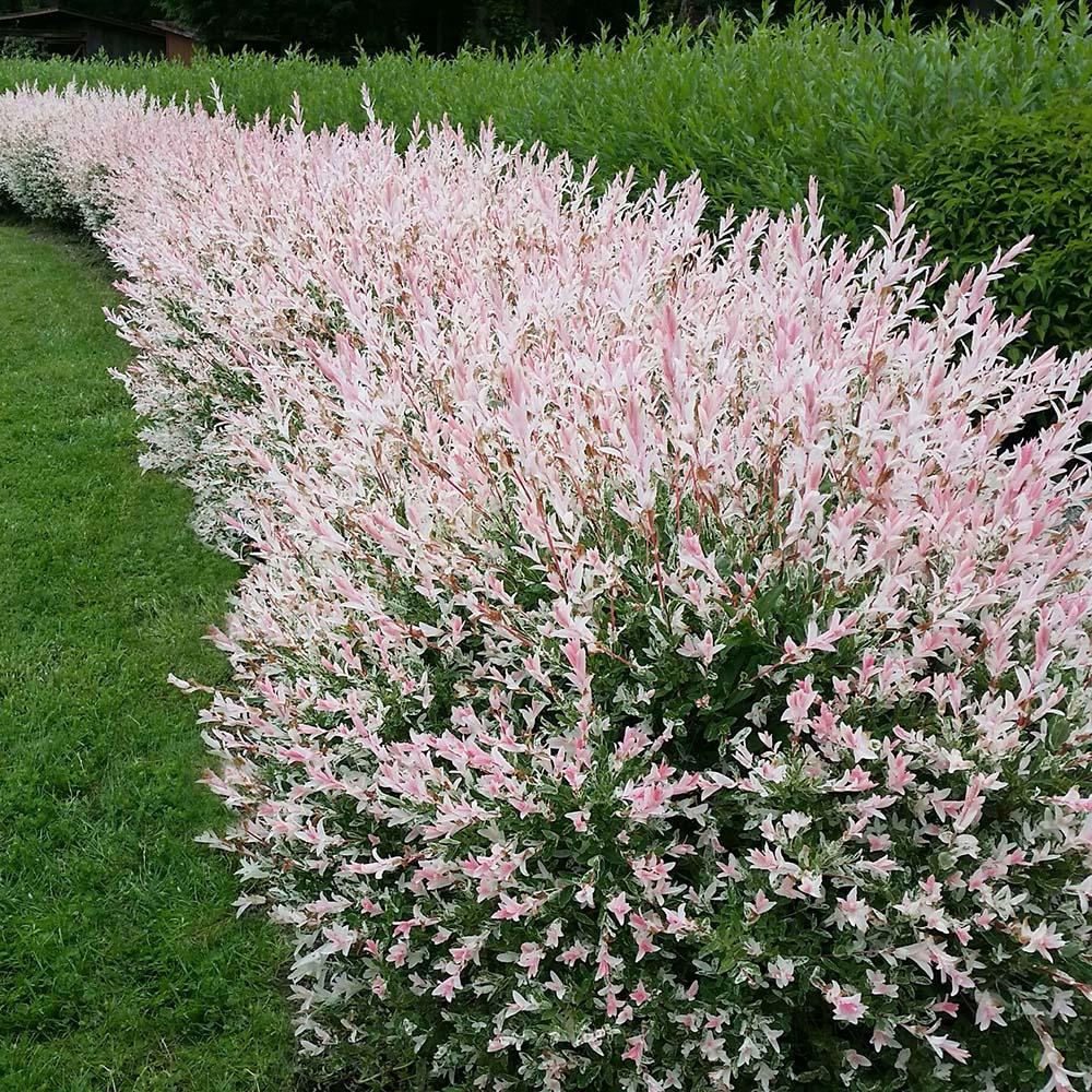Salcie Japoneza Tricolora 'Flamingo' cu frunze roz, tip Hakuro Nishiki