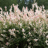 Salcie Japoneza Tricolora 'Flamingo' cu frunze roz, tip Hakuro Nishiki