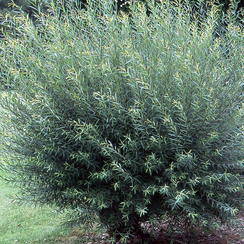 Salcie Purpurie (Salix purpurea), cu frunze fine si tulpina rosie