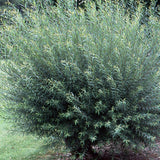 Salcie Purpurie (Salix purpurea), cu frunze fine si tulpina rosie