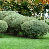 Salcie Purpurie (Salix purpurea), cu frunze fine si tulpina rosie