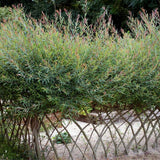 Salcie Purpurie (Salix purpurea), cu frunze fine si tulpina rosie