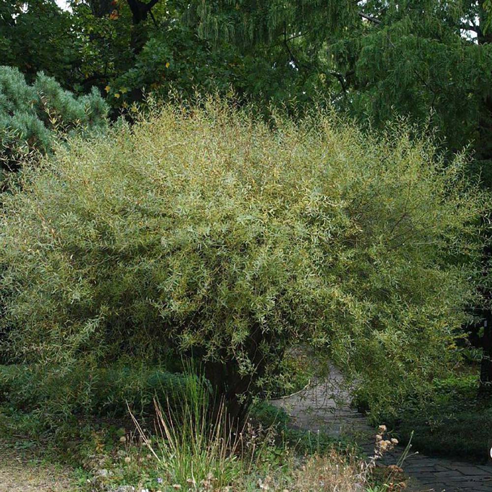 Salcie Purpurea Nana