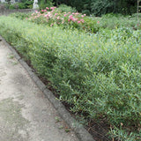 Salcie Purpurea Nana
