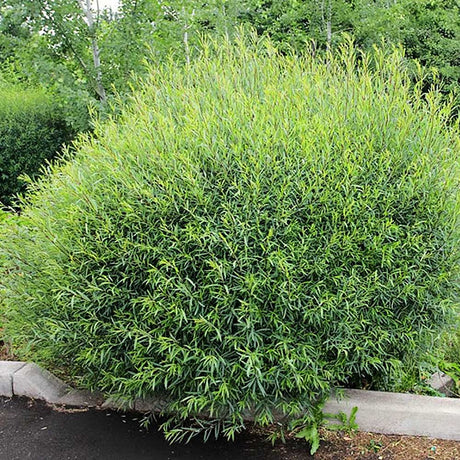 Salcie Purpurea Nana