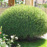 Salcie Purpurea Nana