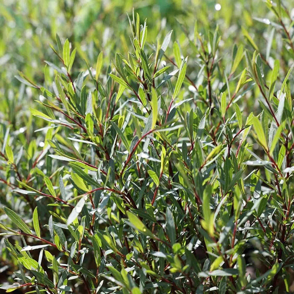 Salcie Purpurea Nana
