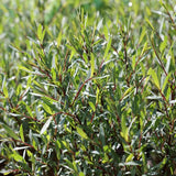 Salcie Purpurea Nana