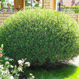 Salcie Purpurea Nana