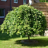 Salcie plangatoare Scotiana Kilmarnock