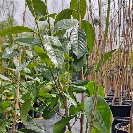 SALVEAZA O PLANTA Laur Englezesc Vesnic Verde (Laurocires), vesnic verde, gard viu rapid