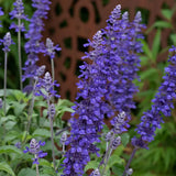 Salvia Mystic Blue Spires, planta perena decorativa, spicuri lungi albastre parfumate, crestere rapida