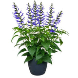 Salvia Salgoon Lake Como planta perena cu flori albastre parfumate, atrage albine, inflorire lunga