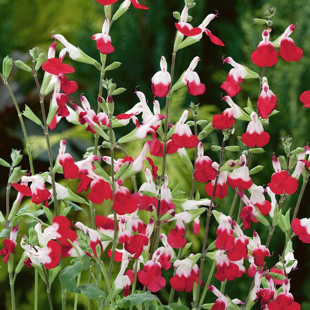 Salvie de Padure Hot Lips, cu flori bicolore alb-rosu
