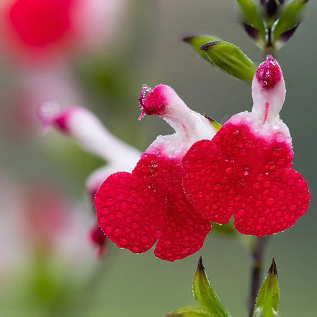 Salvie de Padure Hot Lips, cu flori bicolore alb-rosu