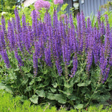 Salvie de Padure Midnight Purple, cu flori purpurii-inchis