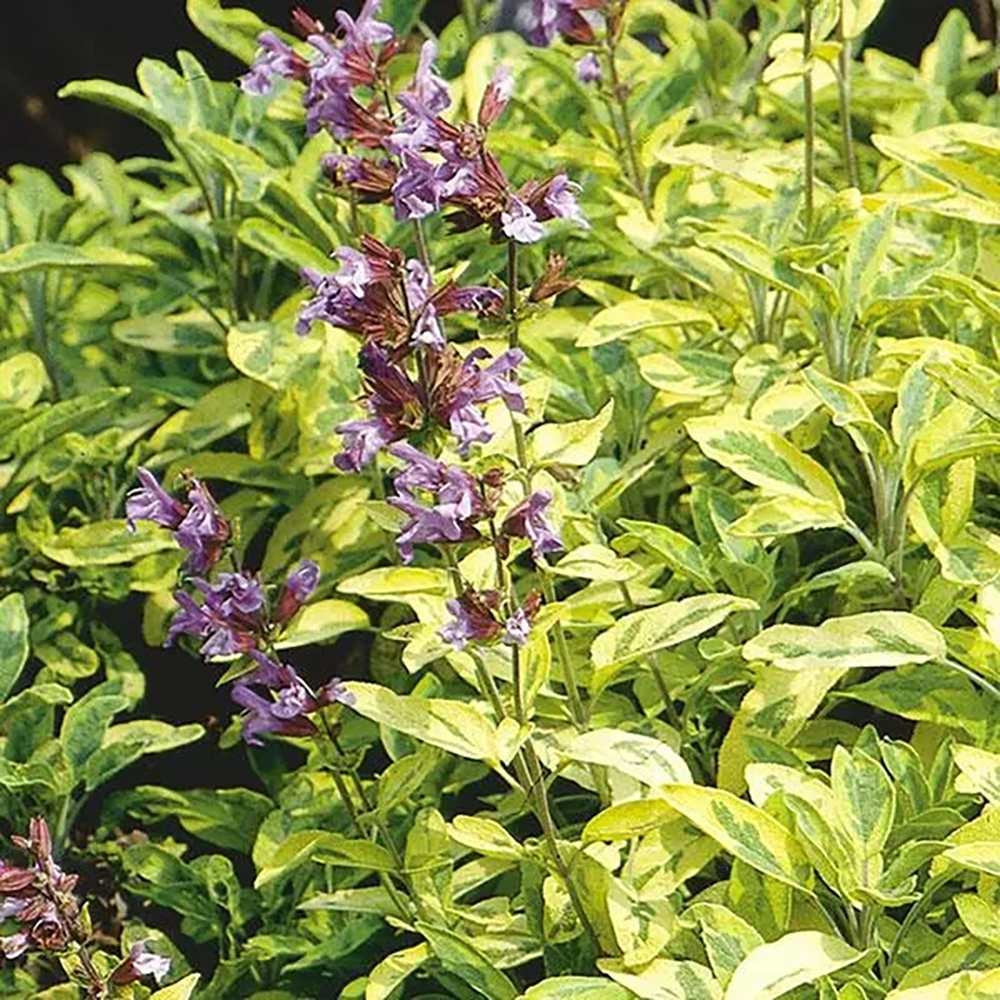 Salvie variegata Icterina, cu frunze aurii si flori mov