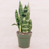 Sansevieria (Limba Soacrei) Black Coral - 30 cm