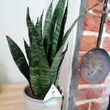Sansevieria (Limba Soacrei) Black Coral - 30 cm