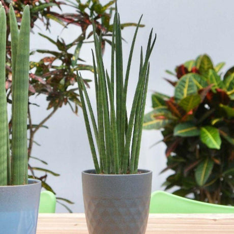 Sansevieria Cylindrica (Sulita Africana) Mikado - 30 cm