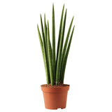 Sansevieria Cylindrica (Sulita Africana) Mikado - 80 cm