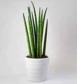 Sansevieria Cylindrica (Sulita Africana) Mikado - 80 cm