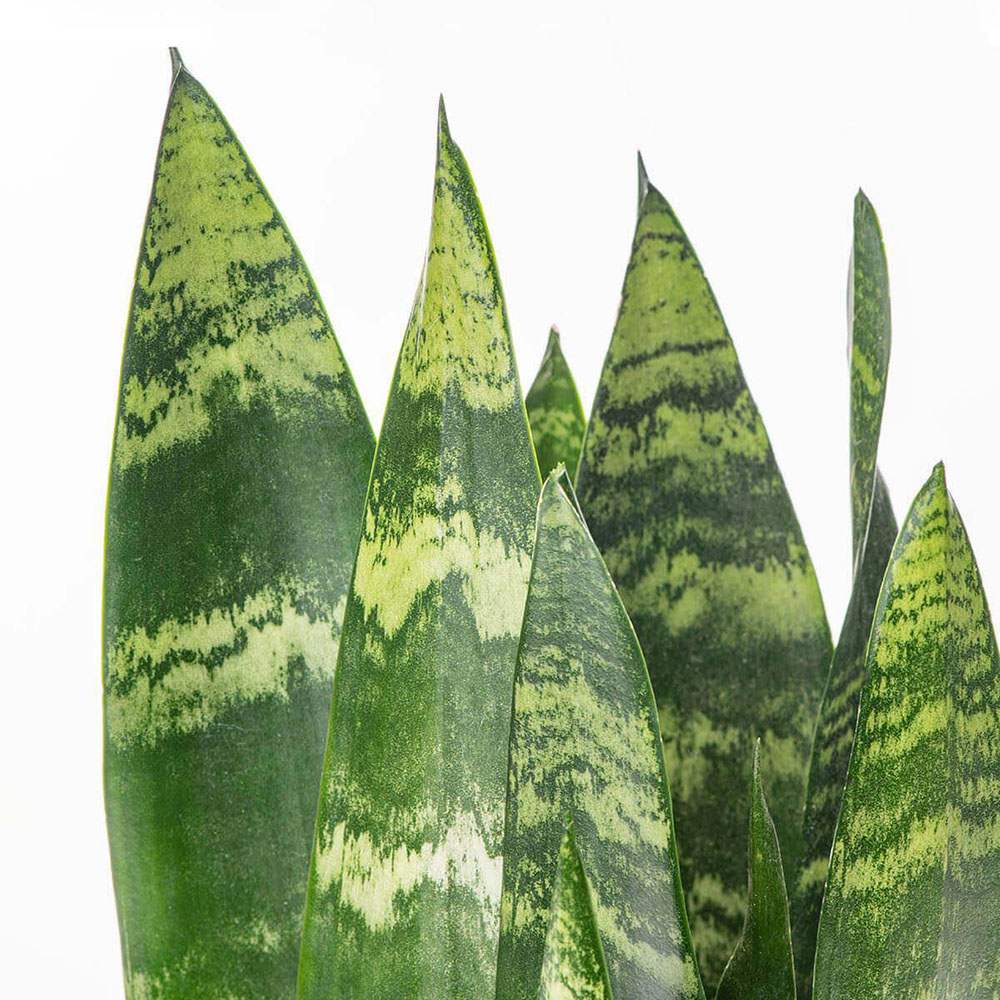 Sansevieria (Limba Soacrei) Black Coral - 60-70 cm