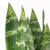 Sansevieria (Limba Soacrei) Black Coral - 60-70 cm