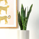 Sansevieria (Limba Soacrei) Black Coral - 60-70 cm