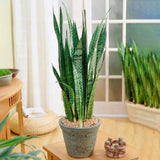 Sansevieria (Limba Soacrei) Black Coral - 60-70 cm