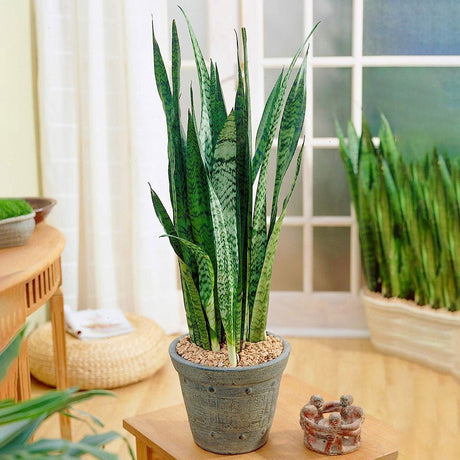 Sansevieria (Limba Soacrei) Black Coral - 60-70 cm