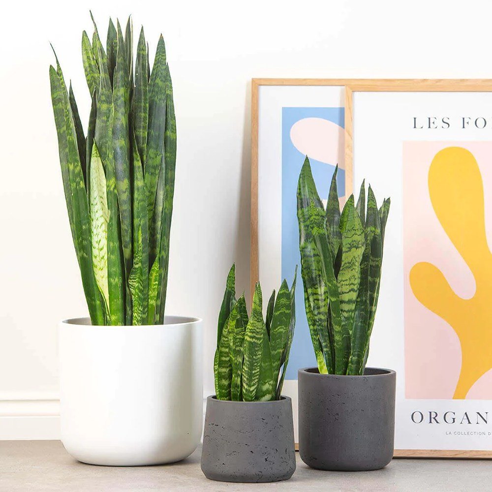 Sansevieria (Limba Soacrei) Black Coral - 60-70 cm